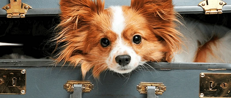 Размещение с животными